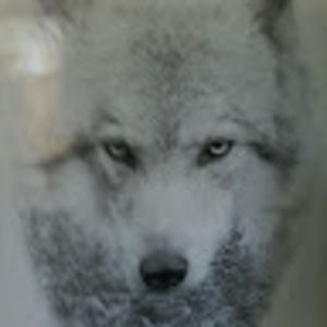 Meet your Posher, Max